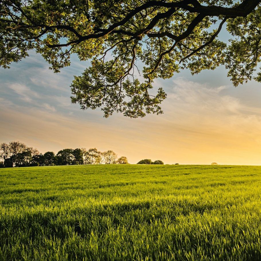 Grünes Feld unter einem Sonnenuntergang, umrahmt von Bäumen und sanften Hügeln.